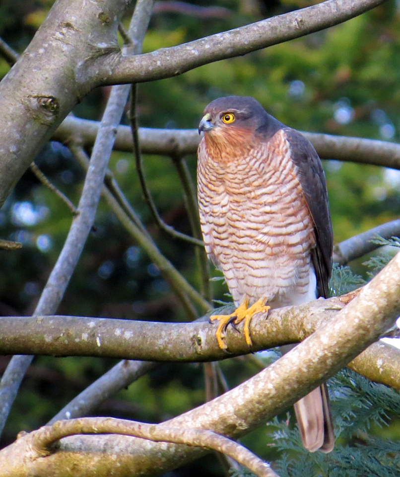 Sparrowhawk eyeing up its options