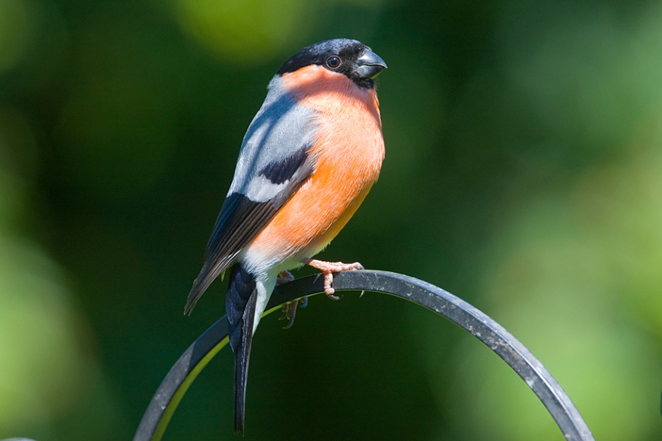 Bullfinch - until recently, a regular visitor to the feeders