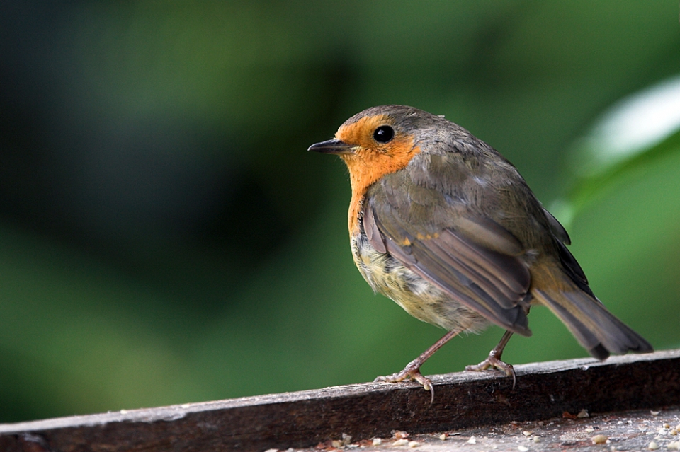 Robin - every garden should have one.