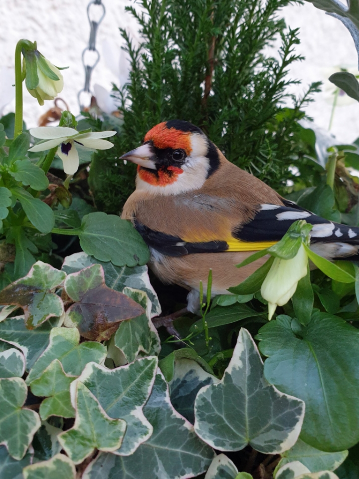 Goldfinch recovering in a hanging basket after flying into a window. It later flew off to fight...