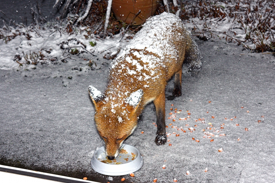 Fox enjoying its dog food in the snow. In our village we don't have urban foxes so this trusting...