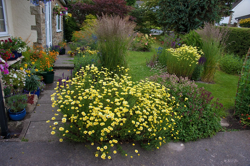 View across the front garden in early July. Anthemis 'E.C. Buxton' in the foreground with...