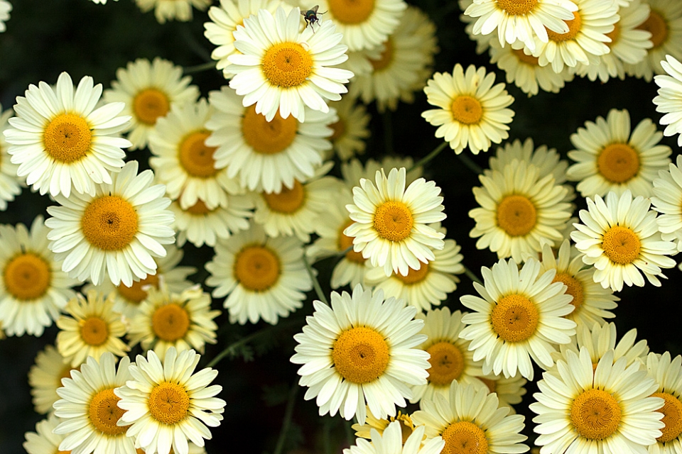 Anthemis tinctoria 'E.C. Buxton' flowers in their prime. First saw this plant at Bluebell...