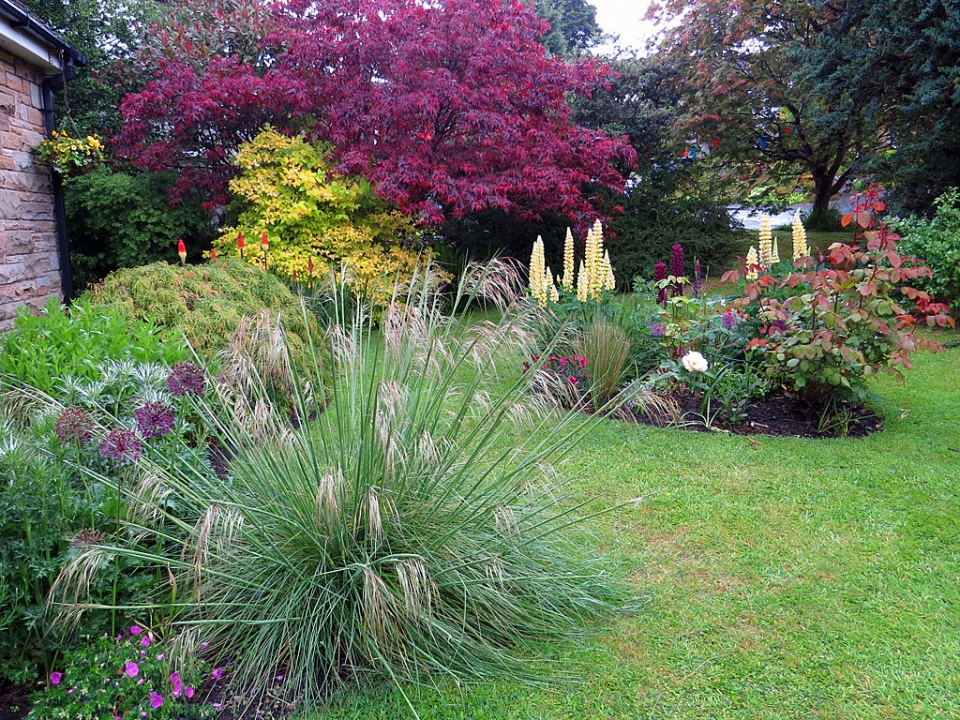 Stipa gigantea in early June just coming into flower. Grown from a seed I picked up in Sheffield...