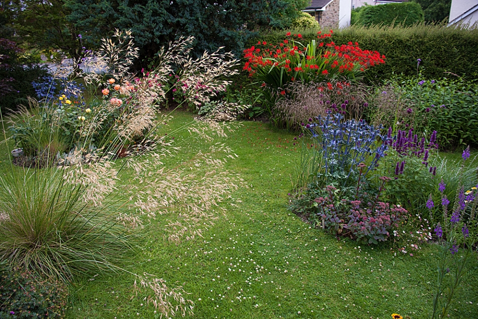 Stipa gigantea in full bloom in mid-July. Crocosmia lucifer also at its peak behind. My island...