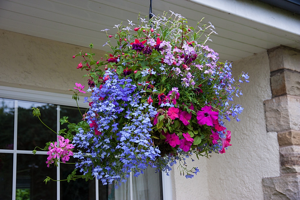 My wife puts together lovely hanging baskets every year.