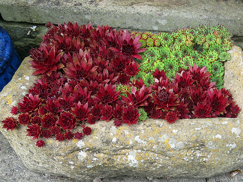 Display of sempervivums in a trough.