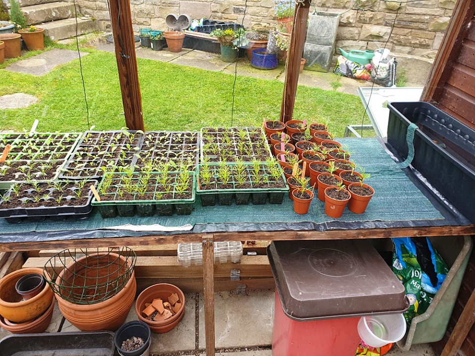 Bedding seedlings on capillary matting in the greenhouse. Easy for our neighbour to look after...