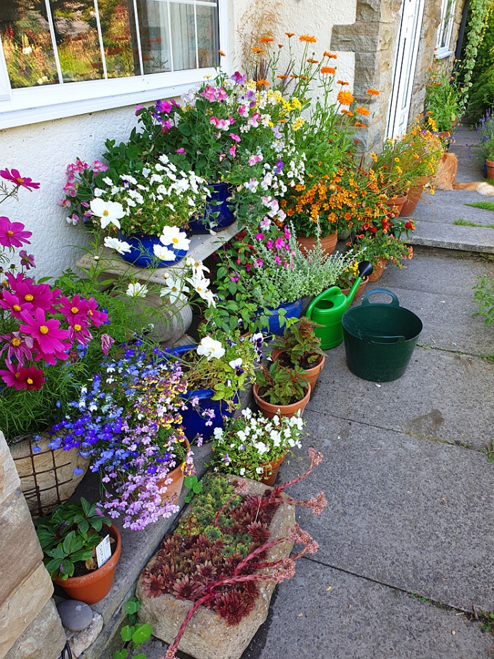 The sunny alcove by the front door which my wife fills with colourful plants.