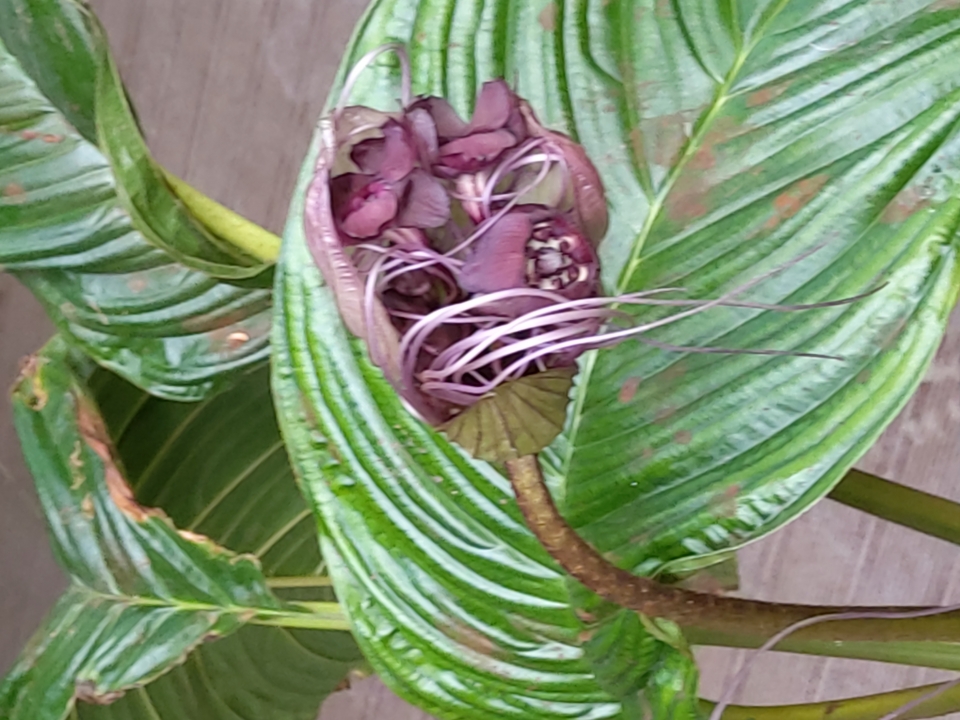 Tacca chantrieri - Bat plant