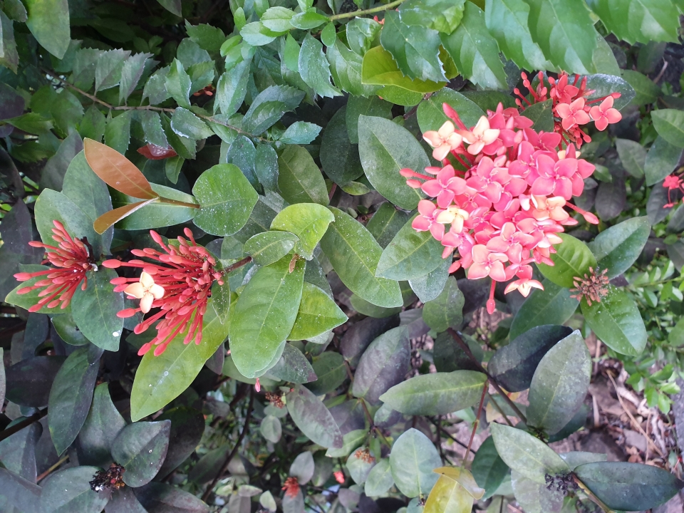 Ixora chinensis. A favourite of the hummingbirds.