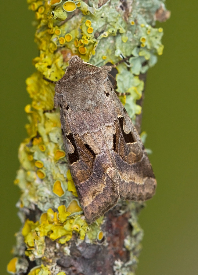 Hebrew Character