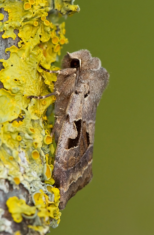 Hebrew Character