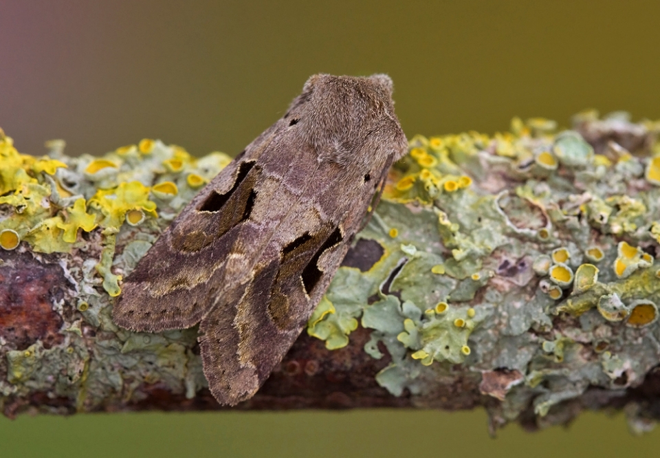 Hebrew Character