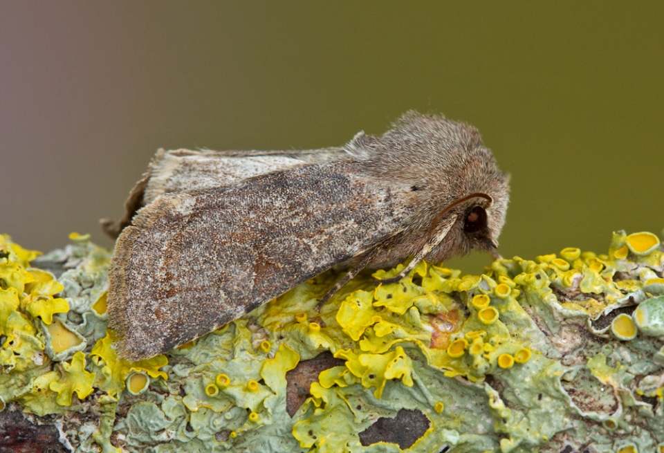 Common Quaker