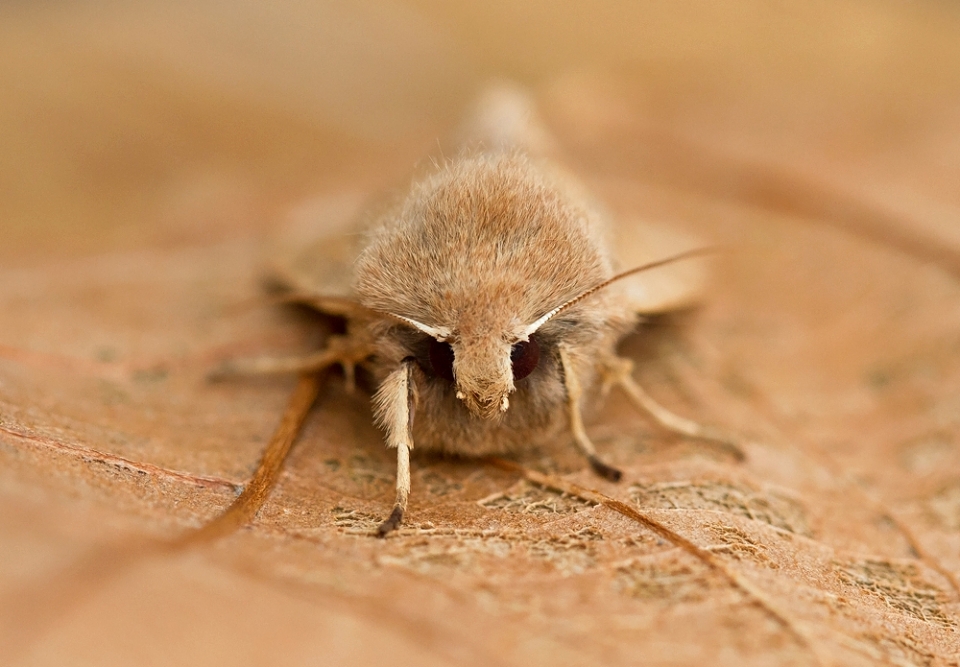 Twin-spotted Quaker