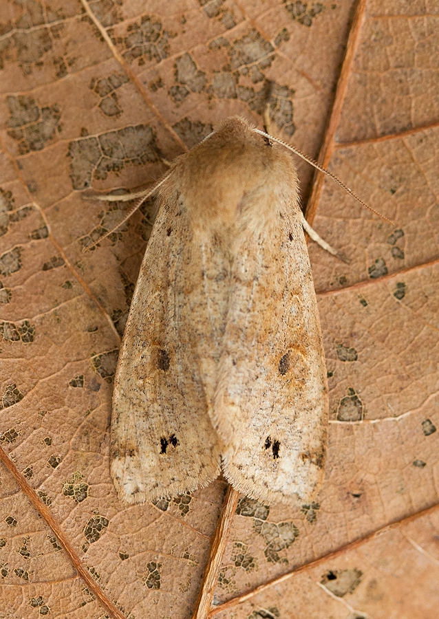 Twin-spotted Quaker