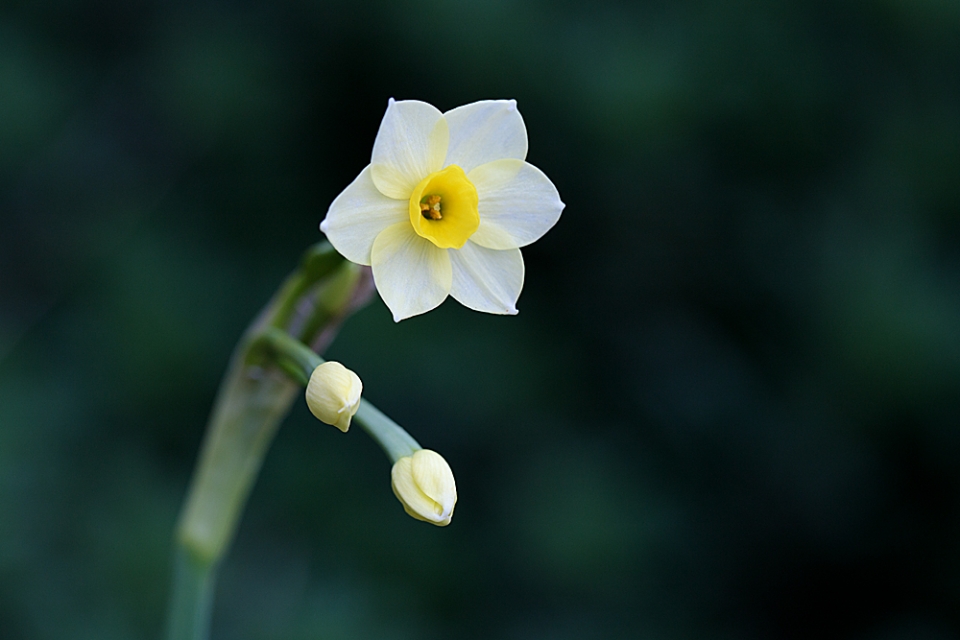 Gorgeous little Narcissus 'Minnow' in my wife's pots