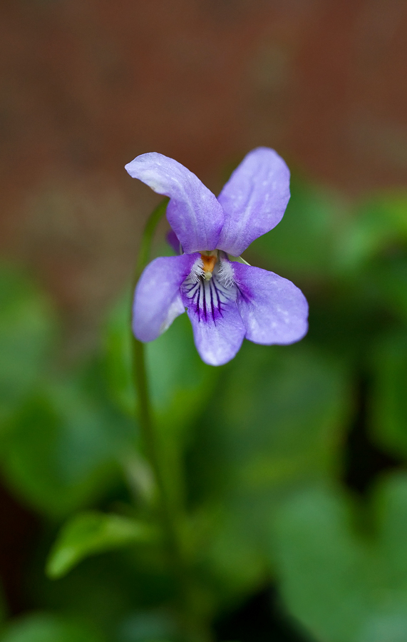 Dog Violet