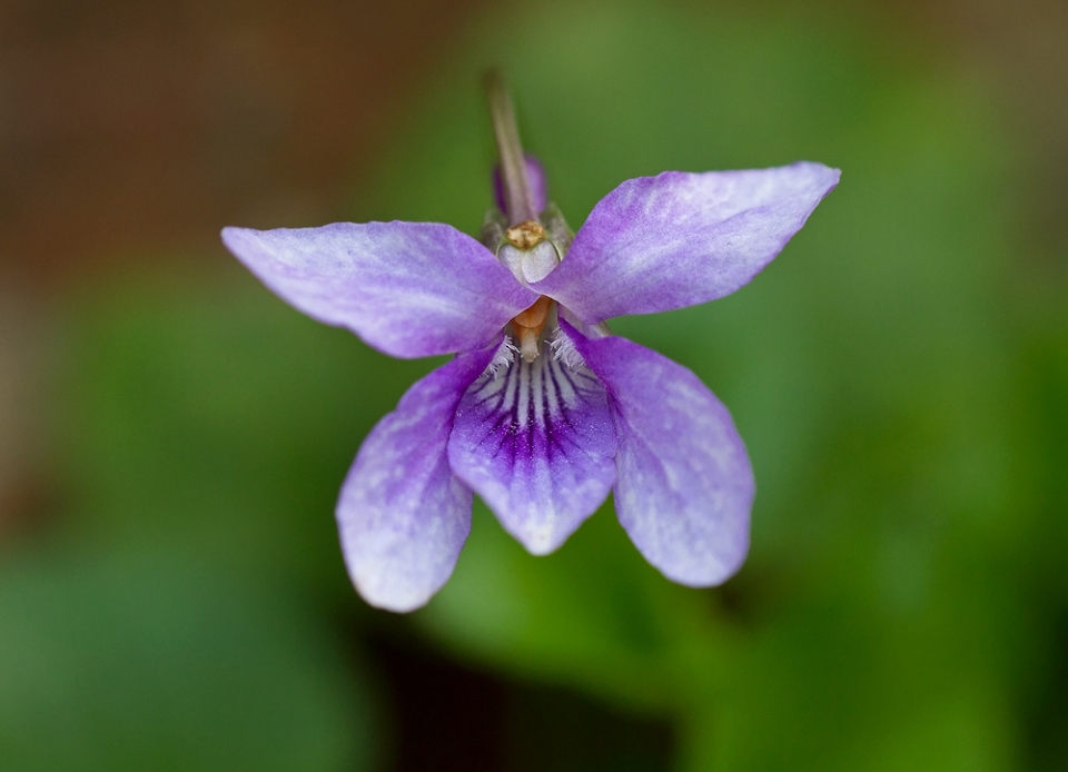 Dog Violet