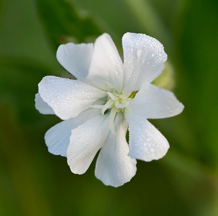 White Campion