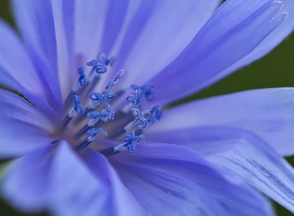 Chicory