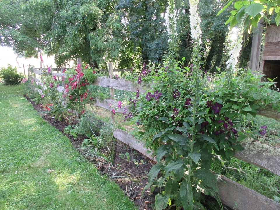 Mostly clematis and foxgloves, a bit shady.