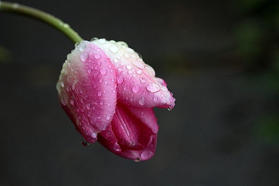 This very uninteresting Tulip has been made so interesting after a little rain shower.