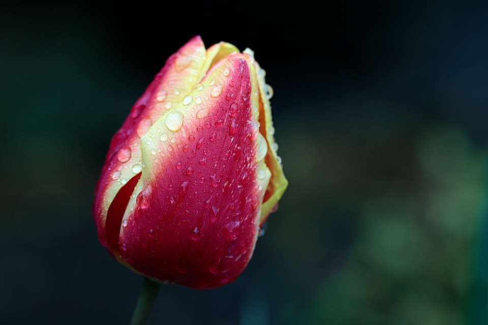 Another Tulip made so much more interesting after a rain shower.