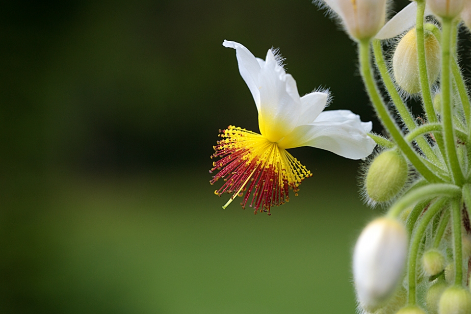 African Hemp (Sparrmannia africana) just bursting into flower in Sheffield Botanical Gardens