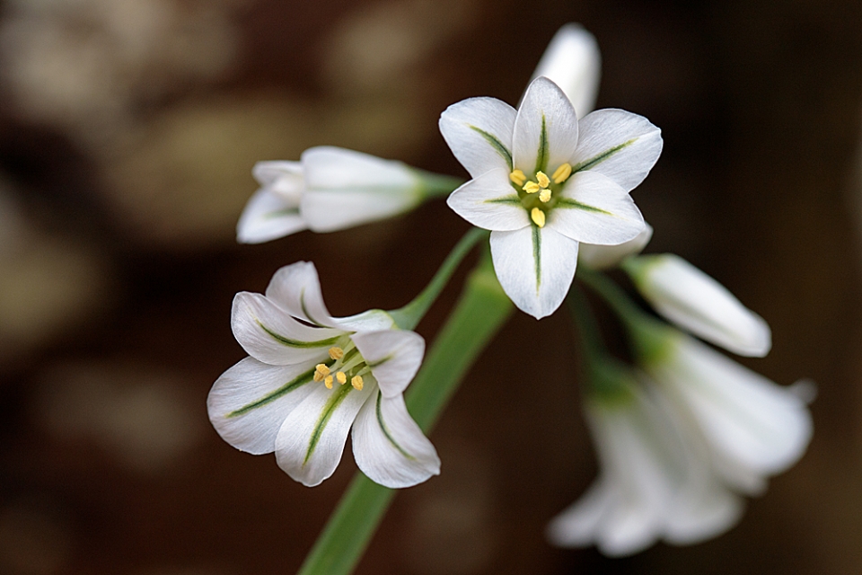 Three-cornered Garlic (Allium triquetrum) growing on the roadside in North Wales. It might be a...