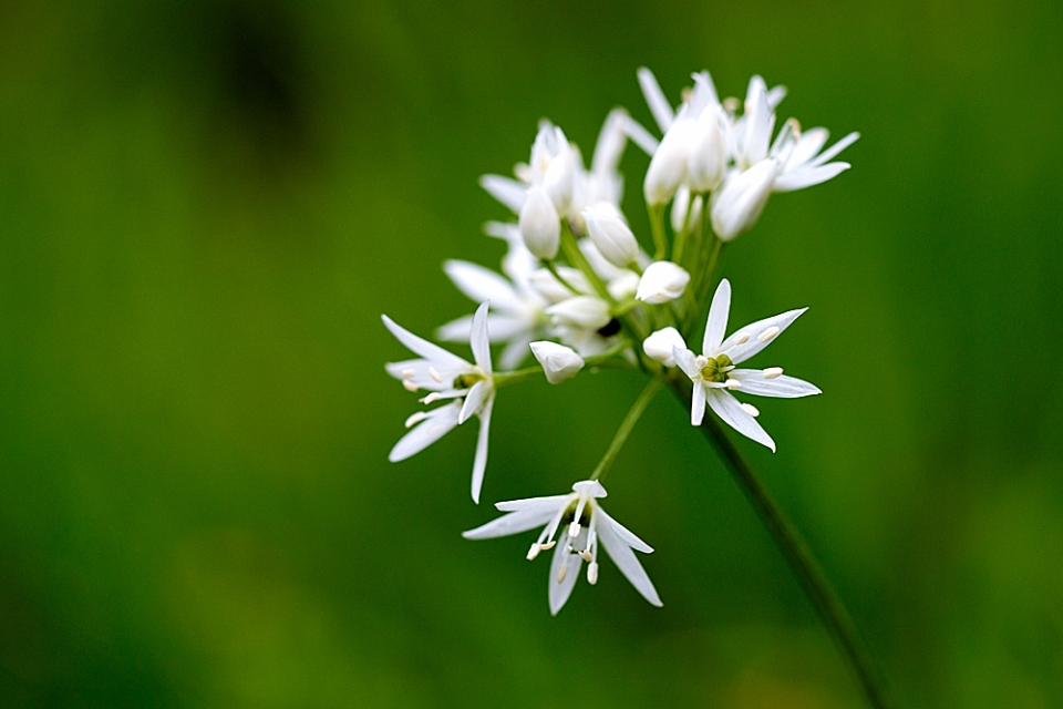 Wild Garlic (Allium ursinum) looking good & smelling strong