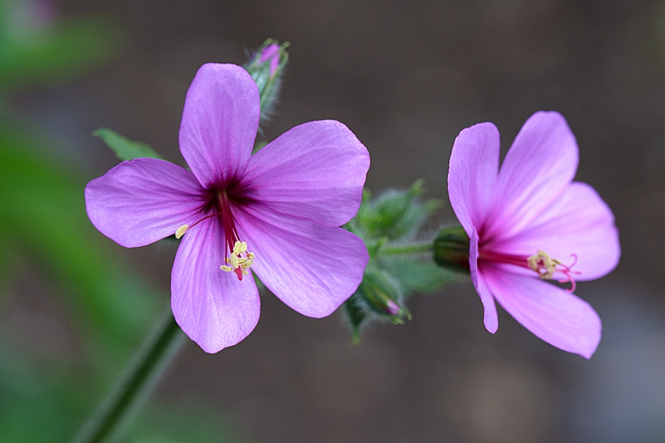 Madeira Cranesbill (Giant Herb Robert) - Geranium maderense, Sheffield Botanical Gardens