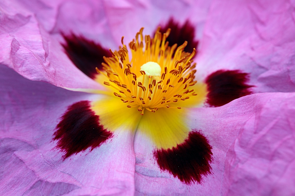 Rockrose (Cistus x purpureus), Sheffield Botanical Gardens