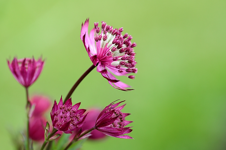 Astrantia 'Claret' - the first of our varieties to flower each year.