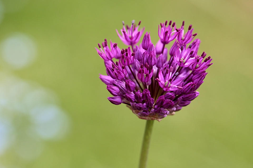 Allium 'Purple Sensation' - looks great at this stage.