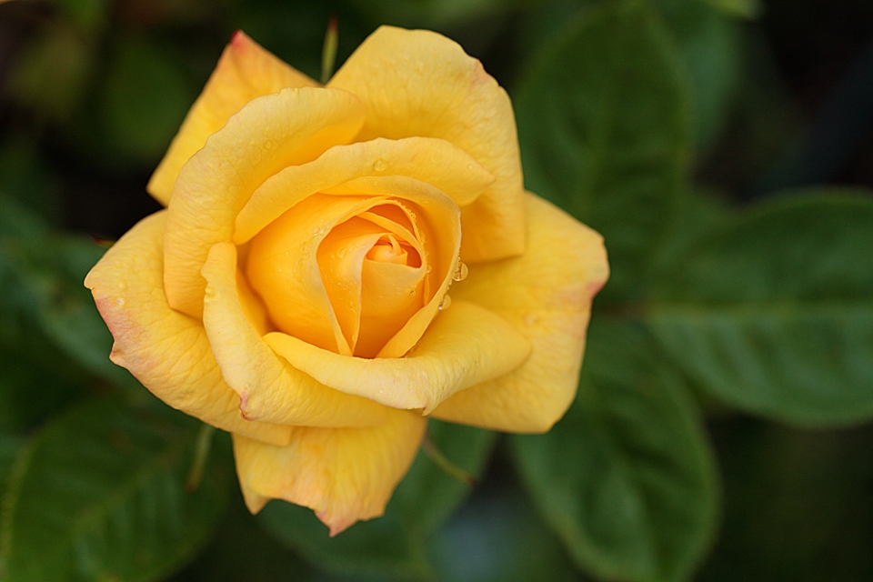 Rosa 'Golden Bouquet' - plain but quite lovely, and very fragrant too!