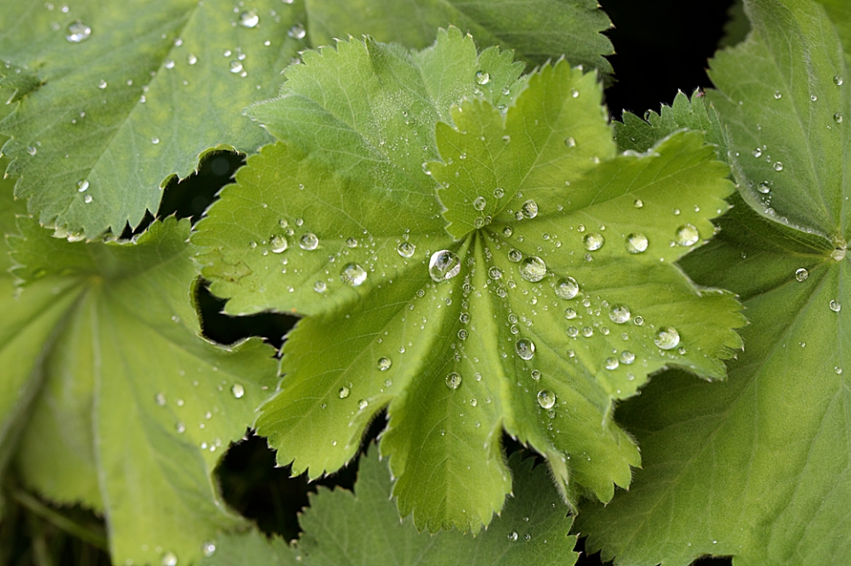 Alchemilla mollis (Lady's Mantle) - lovely after rain