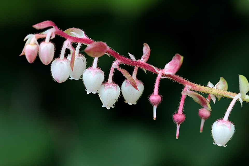 Gaultheria shallon - Sheffield Botanical Gardens. Had to do a little bit of 'gardening' to get...