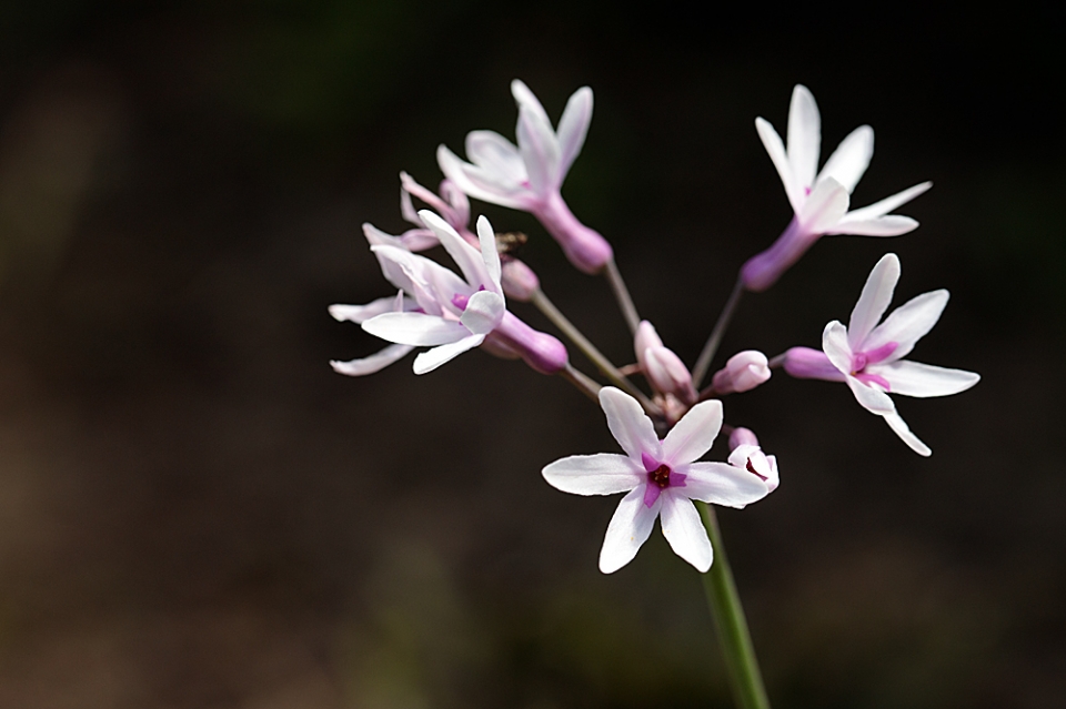 Tulbaghia 'Purple Eye' - Sheffield Botanical Gardens in a recently created African bed