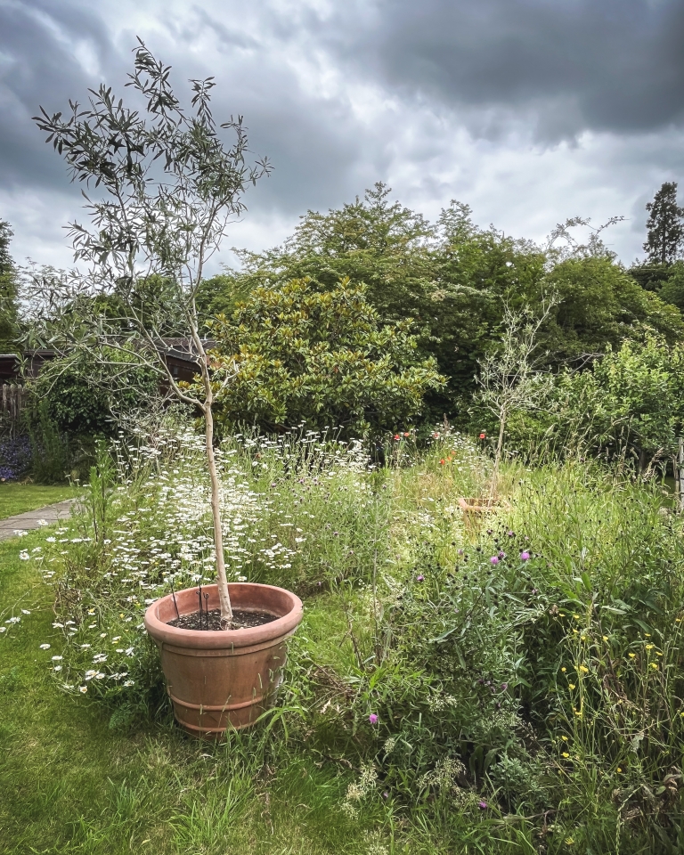 Finally the wild flowers are filling this area. Maybe even taking over a bit!