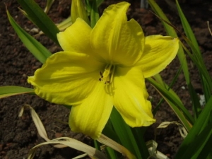 My daylily collection