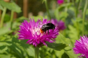 bee on a flower