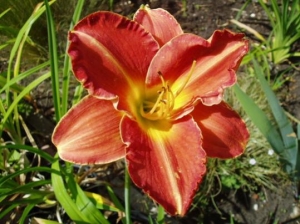 SEEDLING 4
Fabulous colour and huge flowers.