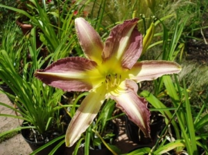 SEEDLING 5
Not sure about this spidery one very unusual colour, but I'll see how it performs...