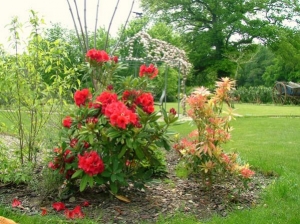 Rhododendron &amp; pieris