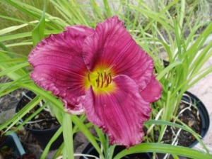 SEEDLING 10
The colour on this one is amazing, did have a label that said 'Siloam Royal Prince'...