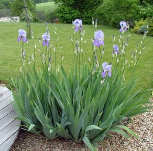 iris