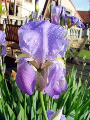 iris close up