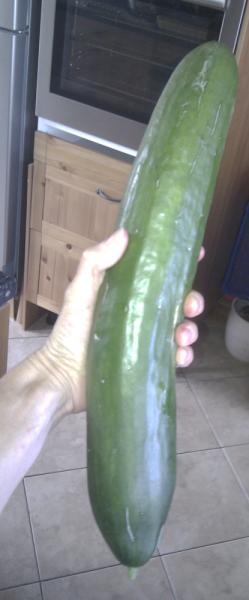 One of last year's monster cucumbers, summer 2010